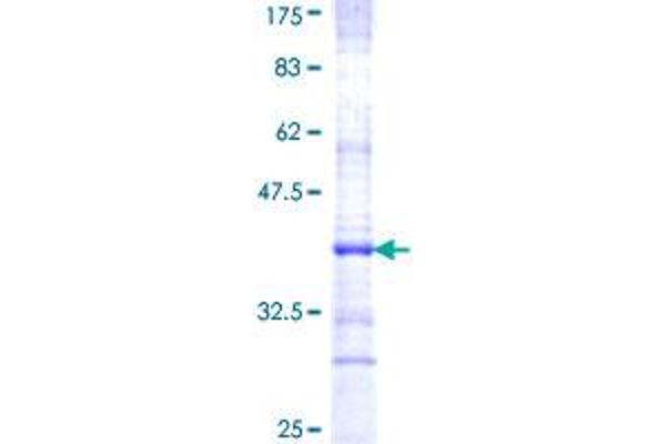 PTGER3 Protein (AA 1-90) (GST tag)