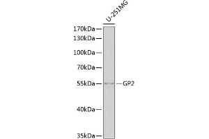 Western blot analysis of extracts of U-251MG cells, using GP2 antibody (ABIN6131993, ABIN6141290, ABIN6141292 and ABIN6221999) at 1:1000 dilution.