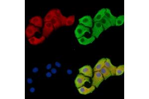 ABIN7096518 and ABIN7100582 staining Hela cells by IF/ICC. (OSBPL11 antibody)