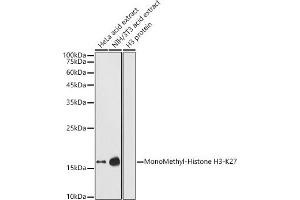 Western blot analysis of extracts of various cell lines, using MonoMethyl-Histone H3-K27 antibody (ABIN3023262, ABIN3023263, ABIN3023264, ABIN1513004 and ABIN6219518) at 1:1000 dilution. (Histone 3 antibody  (H3K27me1))