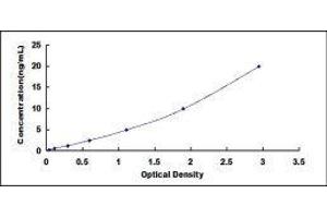 Lysyl Oxidase (LOX) ELISA Kit