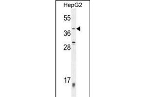 ZN Antibody (C-term) (ABIN654520 and ABIN2844243) western blot analysis in HepG2 cell line lysates (35 μg/lane). (ZNF763 antibody  (C-Term))