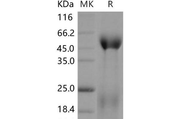 Contactin 5 Protein (CNTN5) (His tag)