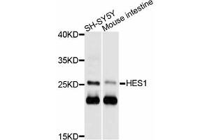 Western blot analysis of extracts of various cell lines, using HES1 antibody (ABIN4903890) at 1:1000 dilution. (HES1 antibody)