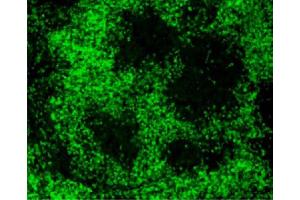 Frozen chicken spleen section was stained with Mouse Anti-Chicken CD3-FITC (CD3 antibody  (FITC))