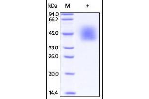 Human B7-H2, His Tag on SDS-PAGE under reducing (R) condition. (ICOSLG Protein (AA 19-258) (His tag))
