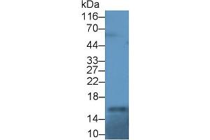 Western Blotting (WB) image for anti-Retinol Binding Protein 1, Cellular (RBP1) (AA 2-135) antibody (ABIN7429298)