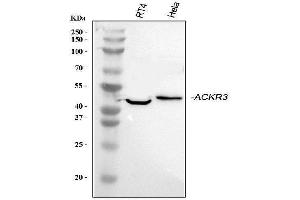 Western blot analysis of GPCR RDC1/CXCR-7/ACKR3 using anti-GPCR RDC1/CXCR-7/ACKR3 antibody (ABIN7602889).