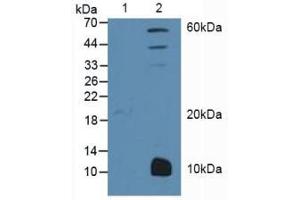 Figure. (PPARG antibody  (AA 349-488))