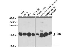 Western blot analysis of extracts of various cell lines using CFL2 Polyclonal Antibody at dilution of 1:1000. (Cofilin 2 antibody)