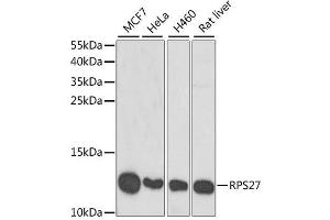 Western blot analysis of extracts of various cell lines, using RPS27 antibody.