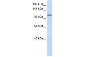 Image no. 1 for anti-WD Repeat Domain 63 (WDR63) (AA 288-337) antibody (ABIN6743668) (WDR63 antibody  (AA 288-337))