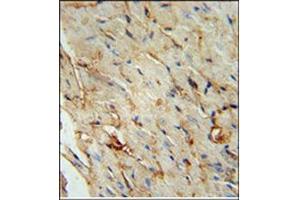 Immunohistochemistry analysis in Formalin Fixed, Paraffin Embedded Human stomach tissue stained with SCARA5 Antibody (C-term) followed by peroxidase conjugation of the secondary antibody and DAB staining. (SCARA5 antibody  (C-Term))