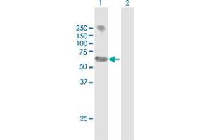Western Blot analysis of MYCN expression in transfected 293T cell line by MYCN MaxPab polyclonal antibody. (MYCN antibody  (AA 1-464))