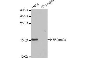 Western blot analysis of extracts of various cell lines, using Asymmetric DiMethyl-Histone H3-R2 antibody (ABIN1873014).