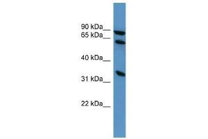 ELMO1 antibody used at 0.