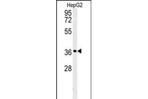 CCND1- antibody (ABIN651507 and ABIN2840269) western blot analysis in HepG2 cell line lysates (35 μg/lane). (Cyclin D1 antibody  (AA 203-238))