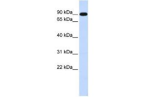 ZXDA antibody used at 0. (ZXDA antibody  (Middle Region))