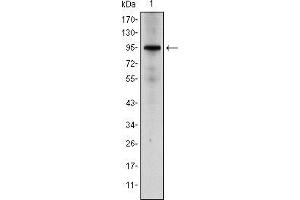 Western blot analysis using NR3C1 mouse mAb against Hela cell lysate. (Glucocorticoid Receptor antibody)