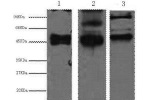 Western Blot analysis of 1) Hela, 2) MCF7, 3) 293T cells using CK-17 Monoclonal Antibody at dilution of 1:2000. (KRT17 antibody)