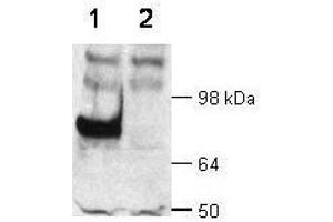 WB - Dab1 Antibody  Immunochemical's anti-Dab1 is shown to detect Dab1 present in wt mouse brain extracts (lane 1).