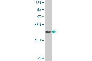 Western Blot detection against Immunogen (37. (IDE antibody  (AA 920-1019))