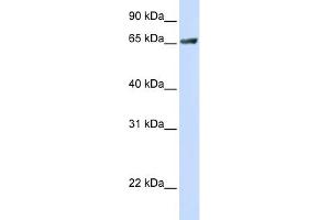 WB Suggested Anti-RUFY1 Antibody Titration:  0.