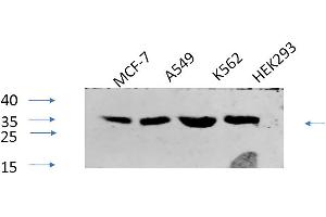 anti-cAMP Responsive Element Binding Protein 1 (CREB1) (pSer133) antibody