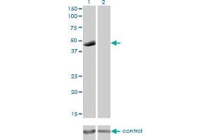 Western blot analysis of P2RX5 over-expressed 293 cell line, cotransfected with P2RX5 Validated Chimera RNAi (Lane 2) or non-transfected control (Lane 1). (P2RX5 antibody  (AA 126-224))