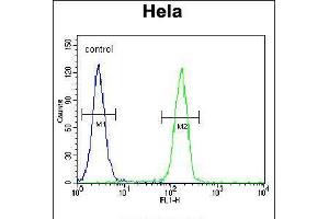 Flow cytometric analysis of Hela cells (right histogram) compared to a negative control cell (left histogram). (GTF3C4 antibody  (N-Term))