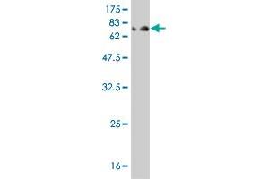 Western Blot detection against Immunogen (85. (IFNA2 antibody  (AA 24-188))