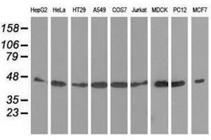 Image no. 6 for anti-DnaJ (Hsp40) Homolog, Subfamily A, Member 2 (DNAJA2) antibody (ABIN1497860) (DNAJA2 antibody)