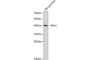 Western blot analysis of extracts of Rat pancreas using PITX1 Polyclonal Antibody at dilution of 1:3000. (PITX1 antibody)