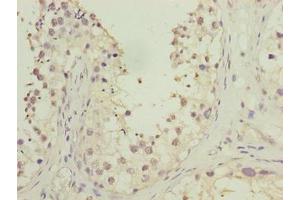 Immunohistochemistry of paraffin-embedded human testis tissue using ABIN7165635 at dilution of 1:100 (HOOK1 antibody  (AA 301-600))