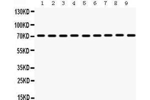 Western Blotting (WB) image for anti-Heat Shock 70kDa Protein 8 (HSPA8) (AA 520-614) antibody (ABIN3043852) (Hsc70 antibody  (AA 520-614))