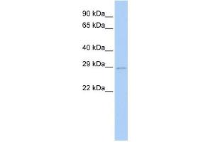 WB Suggested Anti-UBE2S Antibody Titration:  0. (UBE2S antibody  (N-Term))