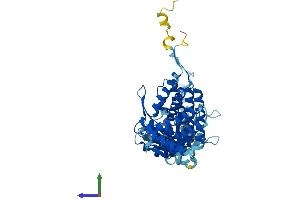 Protein Structure (PS) image for T-Complex 1 (TCP1) (AA 1-556) protein (His tag) (ABIN7544302)