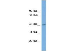 WB Suggested Anti-MAPK1 Antibody Titration: 0. (ERK2 antibody  (Middle Region))