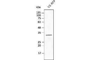 Western Blotting (WB) image for anti-tdTomato Fluorescent Protein (tdTomato) antibody (DyLight 488) (ABIN7273112) (tdTomato antibody  (DyLight 488))