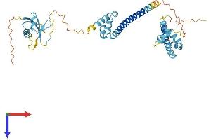 DFFA Protein (AA 1-331) (His tag)
