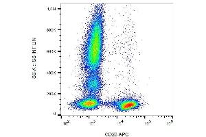 Surface staining of human peripheral blood leukocytes with anti-human CD28 (CD28. (CD28 antibody  (APC))
