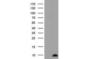 Western Blotting (WB) image for anti-Cytochrome C Oxidase Subunit VIa Polypeptide 1 (COX6A1) antibody (ABIN1497585) (COX6A1 antibody)
