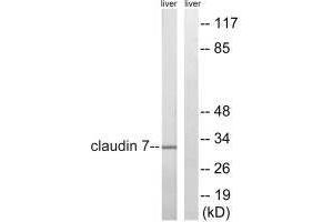 Western blot analysis of extracts from rat liver cells, using Claudin 7 (Ab-210) antibody. (Claudin 7 antibody  (Tyr210))