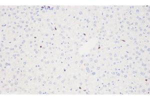 Immunohistochemistry analysis of paraffin-embedded mouse liver using THY1 Polyclonal Antibody at dilution of 1:500. (CD90 antibody)