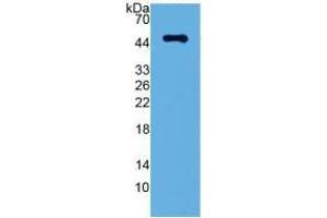 WB of Protein Standard: different control antibodies  against Highly purified E. (LRG1 ELISA Kit)