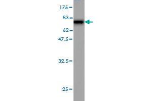 Western Blot detection against Immunogen (75. (Septin 10 antibody  (AA 1-454))