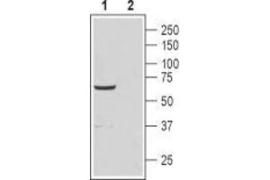 Western blot analysis of rat testis lysate: - 1. (CATSPER4 antibody  (1st Extracellular Loop))