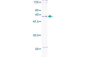 Image no. 1 for CD27 Molecule (CD27) (AA 1-260) protein (GST tag) (ABIN1348589) (CD27 Protein (AA 1-260) (GST tag))