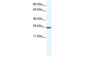 Western Blotting (WB) image for anti-Cl Ion Channel 1 antibody (ABIN2461091) (Cl Ion Channel 1 antibody)