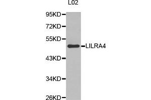 Western Blotting (WB) image for anti-Leukocyte Immunoglobulin-Like Receptor, Subfamily A (With TM Domain), Member 4 (LILRA4) antibody (ABIN1875503)